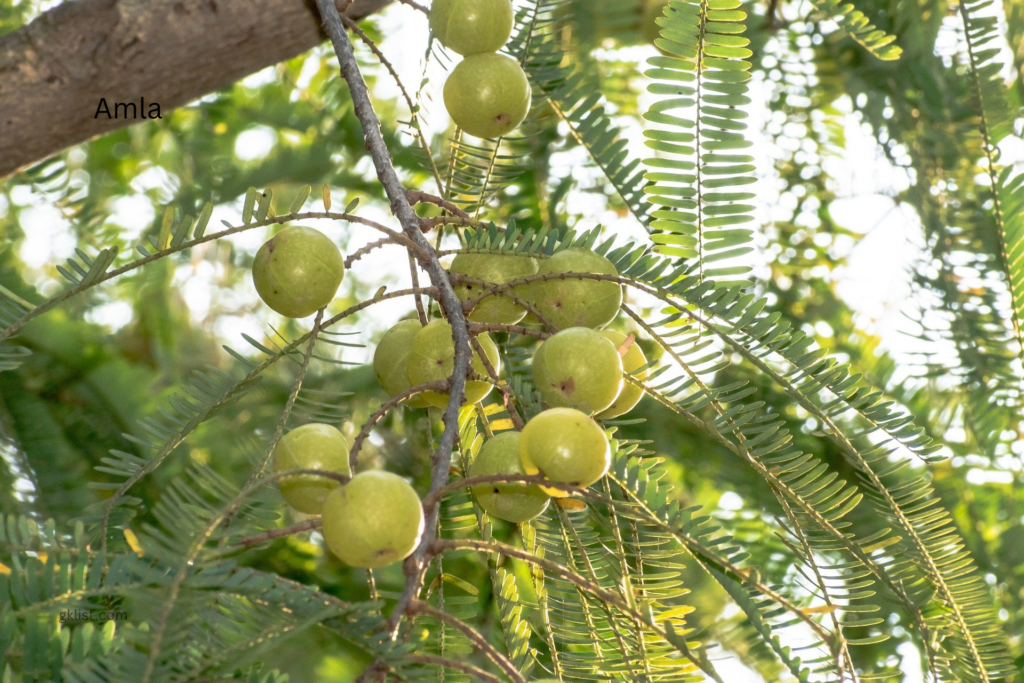 amla- 10 superfoods