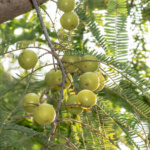 amla- 10 superfoods