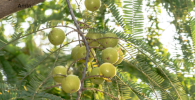 amla- 10 superfoods